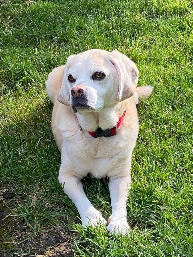 Jackson, the original Puggle Monster, resting in the grass